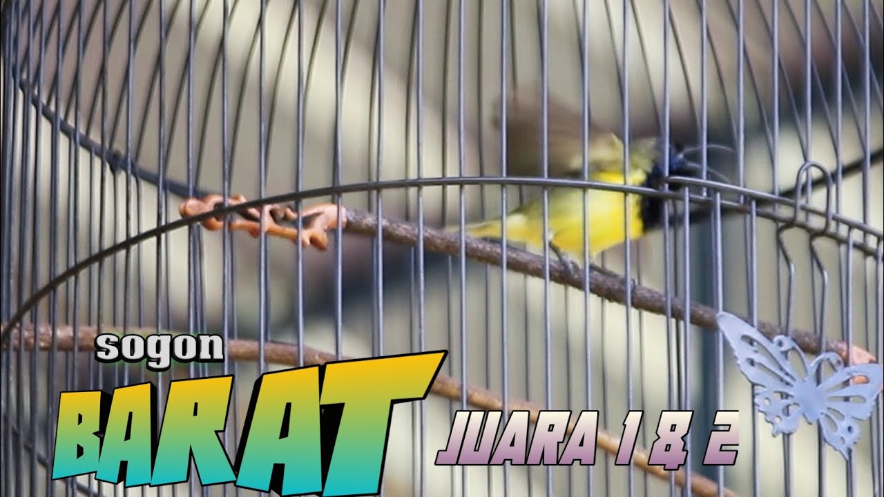 #Sogon BARAT. RAIH JUARA 1 & 2 .📍EVEN MBAH DIRUN CUP#1 