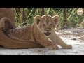 Побег львят от мамы Лолы. Львы. Тайган. Escape of little cubs from mother Lola. Lions. Taigan