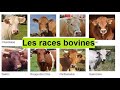 Les plus belle races bovine dans le mondevetoszone