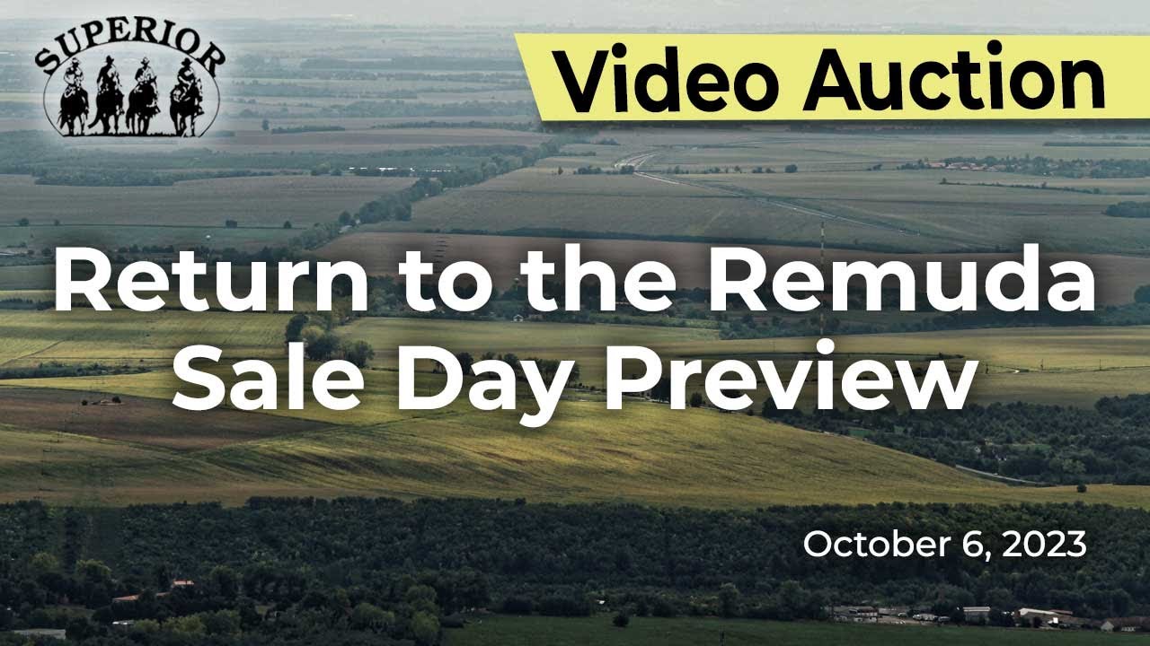 Return to the Remuda Horse Sale Preview YouTube