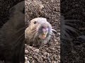 Wildlife Up Close | Cute Gopher in a Hole | Theekholms