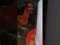 Desi Murgi farm 🐓🐓 #youtubeshorts #trending #shorts