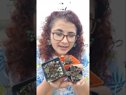 Видео: Pinwheel Succulent Info – узнайте об уходе за растением Pinwheel