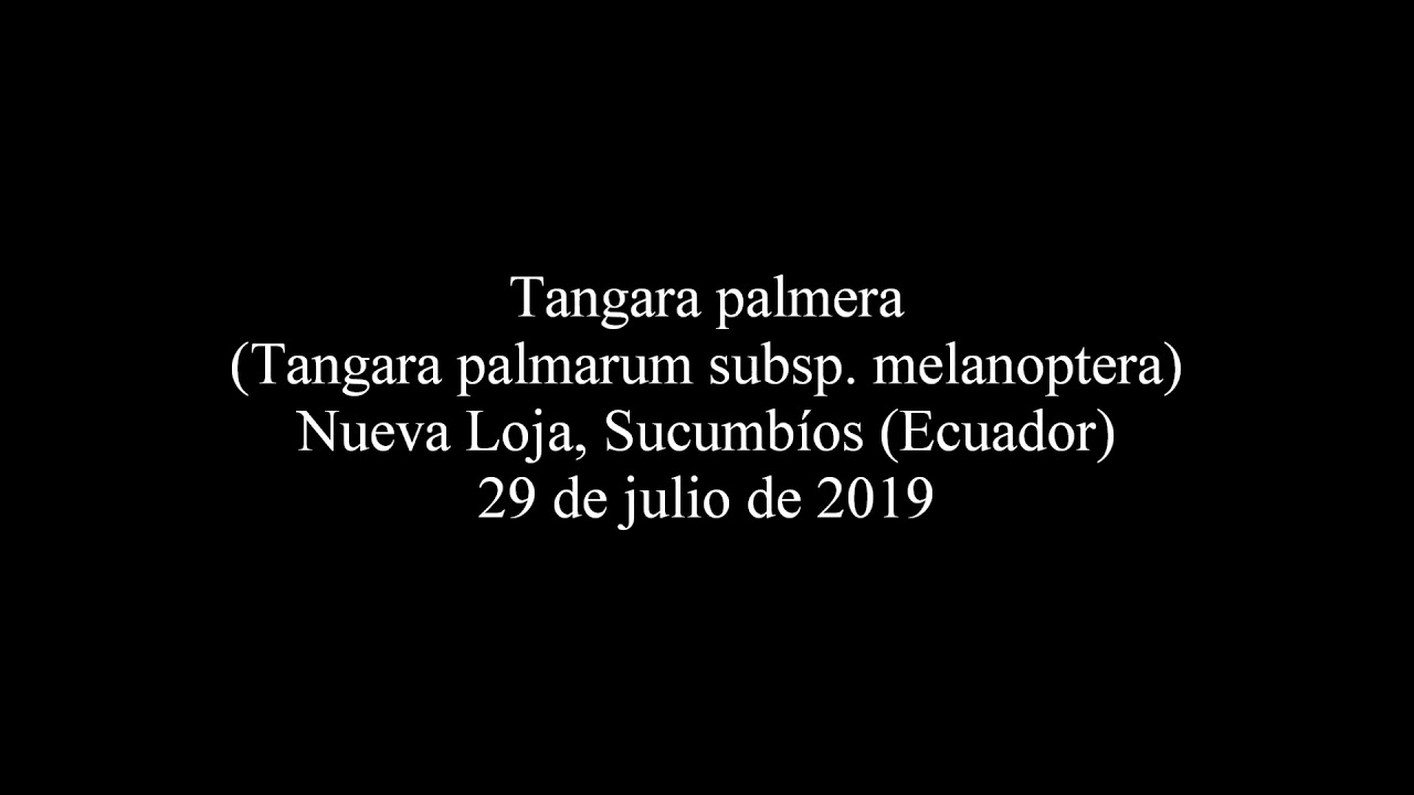 Tangara palmera (Tangara palmarum subsp. melanoptera) en Nueva Loja