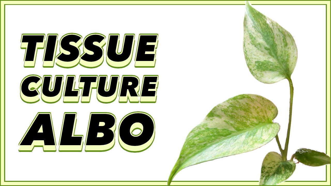 TISSUE Culture Monstera ALBO with me!