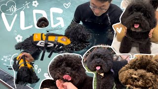 [VLOG]歐歐吃安犬心/歐歐去按摩‍♀游泳啦/飄耳PURE/里長補選/帶著歐歐去投票/一家逛早市/葫東狗狗活動區/歐歐與我的日常