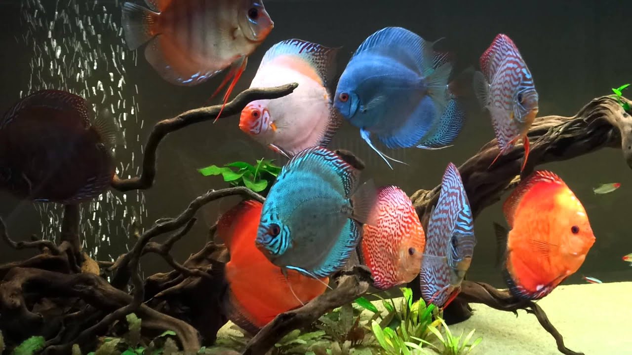 Stendker 5 months in aquarium - closer look