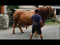 Sapi Terbesar di Indonesia BIMA SAKTI