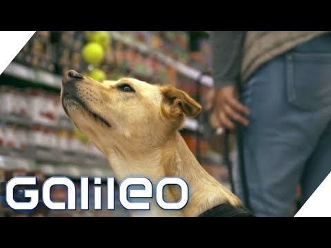 Mit Hundefutter zum Milliardär: Die Fressnapf-Story | Galileo | ProSieben