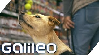 Mit Hundefutter zum Milliardär: Die Fressnapf-Story | Galileo | ProSieben