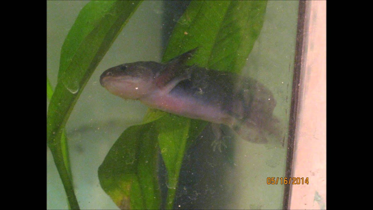 camera iphone 8 plus apk Frog and Salamander montage 1