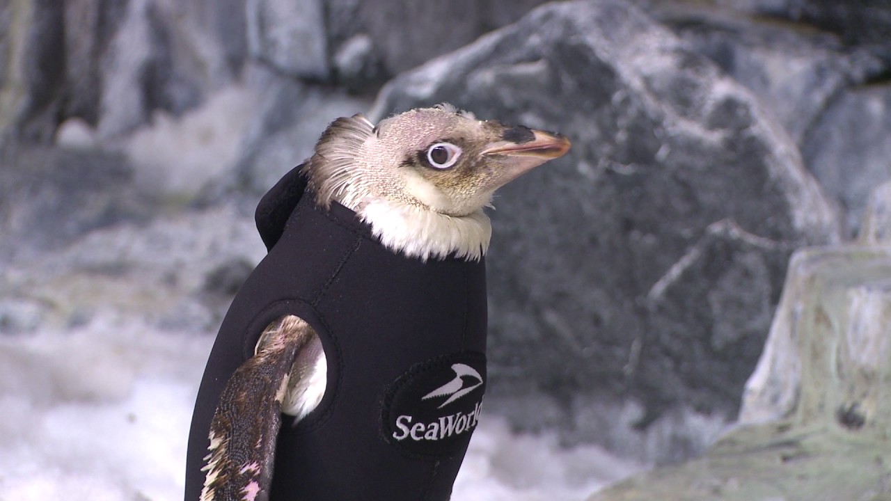 Penguin Wetsuit Sea World Orlando Video BrandonBlogs YouTube