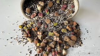 Литопсы/ Lithops. Достаю драгоценные камни из шкатулки 18.05.24