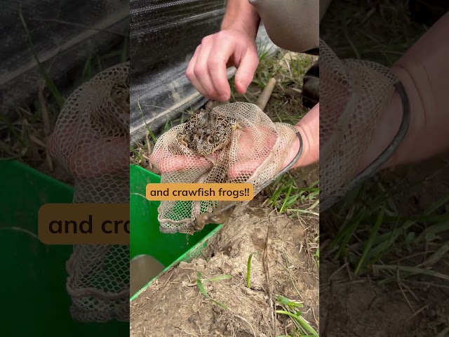 Watch 🐸 12 Steps for Studying Crawfish Frogs on YouTube.