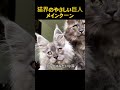 猫界のやさしい巨人メインクーン