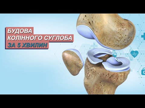 Коленный сустав - анатомия колена, строение составляющих частей: костей, связок, менисков, сухожилья