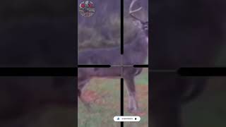 308 Hits Hard Deer Hunting Scope Cam