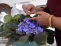 HOW TO POLLINATE AFRICAN VIOLETS.