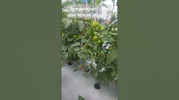 Cabe tumpangsari tomat yang ideal