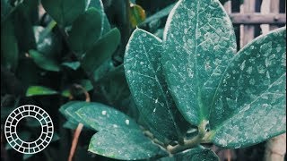 VSCO TUTORIAL | Dark Green Tone screenshot 5