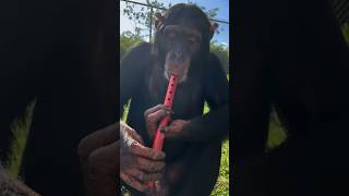 Limbani the Chimpanzee plays flute