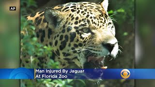 Man Injured By Jaguar At Florida Zoo