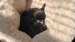 Poorly edited video of my 16 year old Chihuahua. Rest In Peace Penny