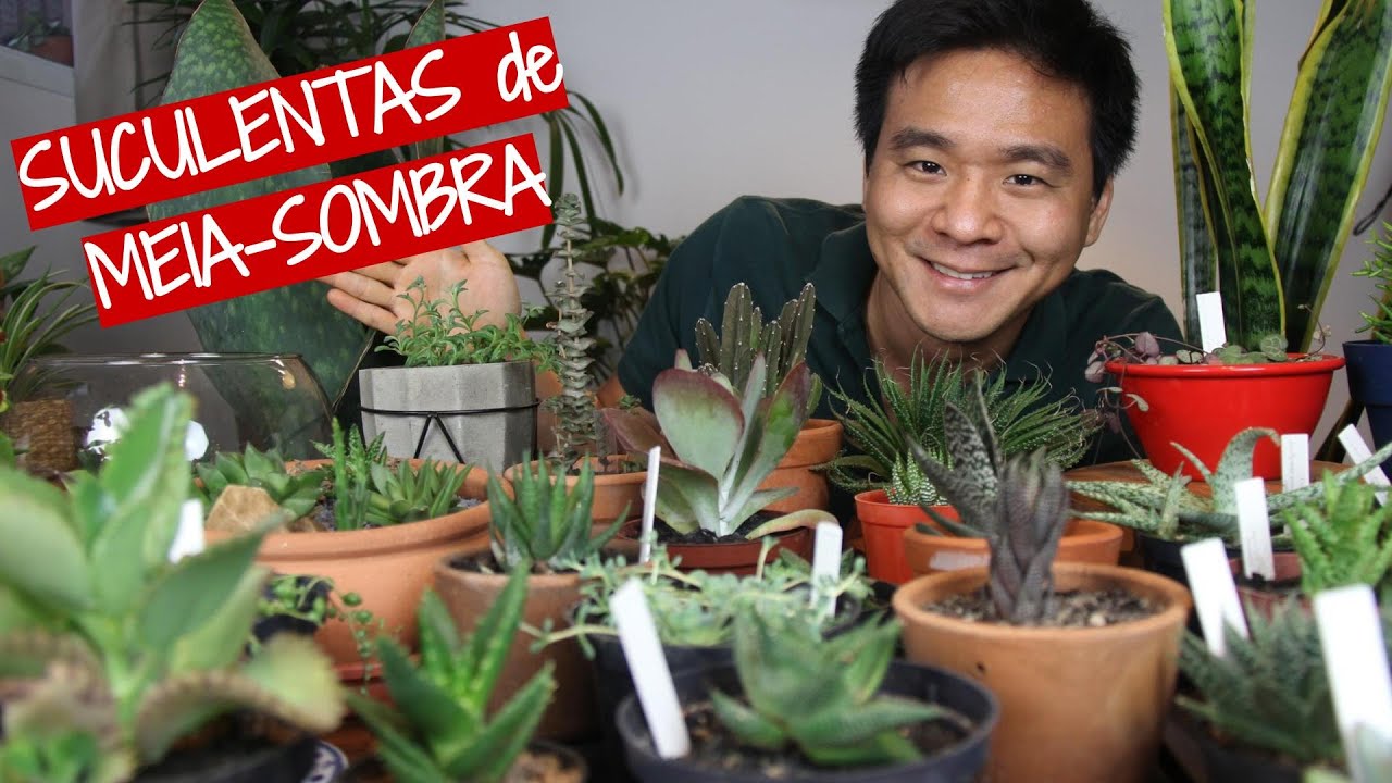 Suculentas de Meia-sombra