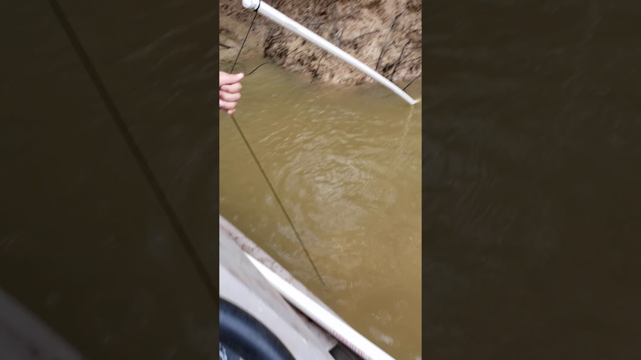 Flathead Catfish!!! Bank Pole style YouTube