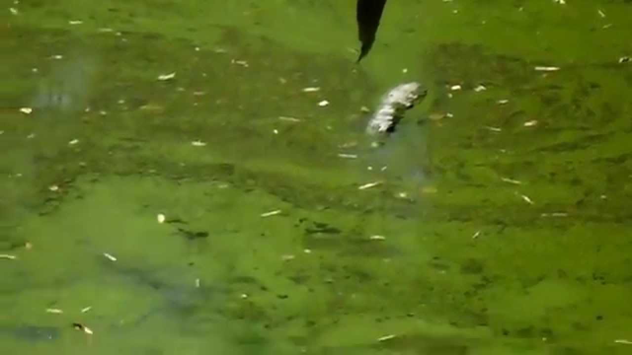 GAMBIA Sacred Crocadille Pool At Katchakally YouTube GAMBIA Sacred Crocadille Pool At Katchakally YouTube