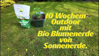 10 Wochen Outdoor mit Bio Blumenerde von Sonnenerde.