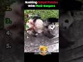 Ranking Funniest Pandas Rolling Moments😂🐼 | Try Not To Laugh! Top 5! #shorts Mp3 Song