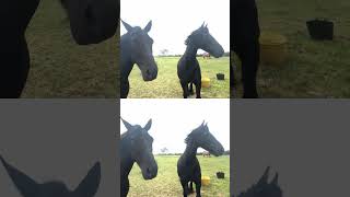 Paddock Life at the Friesians  Enjoying New Life |Calm Countryside Moments #horse #equestrianjourney