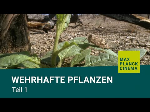 Video: Parasitäre Pflanzen. Teil 1