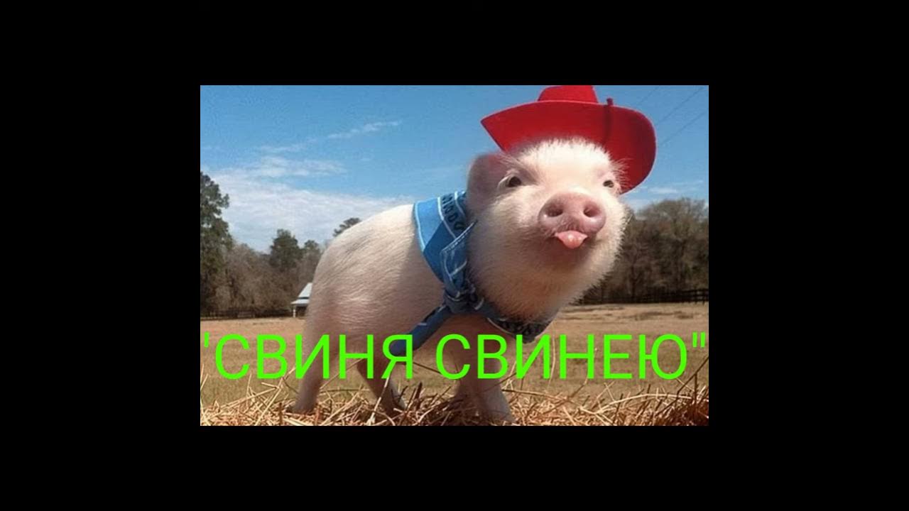 "Свиня свинею"//Степан Руданський//Шкільна програма 6 клас - YouTube