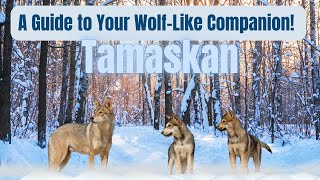 🐺 Tamaskan Unleashed: A Complete Guide To Your Wolf-Like Companion! 🌲🐾