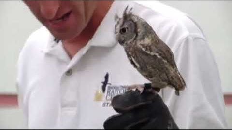 Birds of Prey at Davis Library