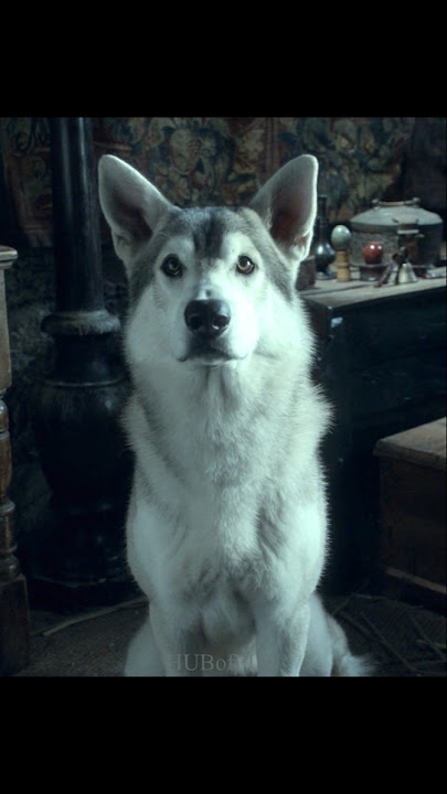 Arya Tries to Train Nymeria: It Doesn’t Go as Planned 😂|GOT| #gameofthrones #viralvideo #aryastark