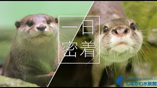 コツメカワウソの1日@しながわ水族館