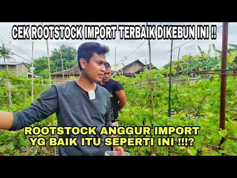 Video: Apa arti dari root gloss?