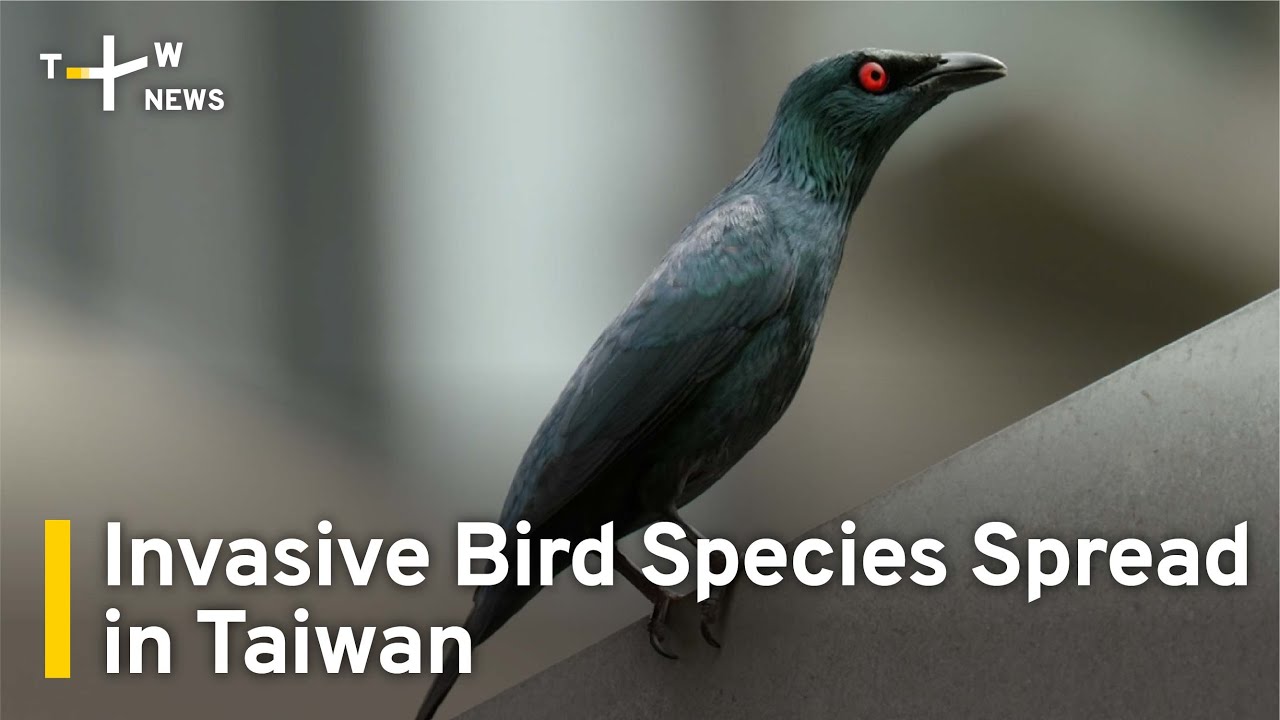 Invasive Bird Species Spread in Taiwan TaiwanPlus News YouTube