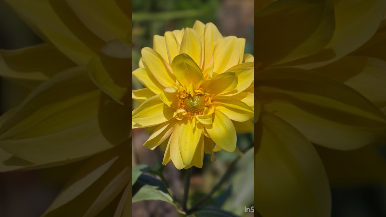 Morning Blooms 🌺✨ 