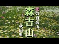 【花の百名山】6月 森吉山/秋田県 たくさんの花が迎えてくれました！