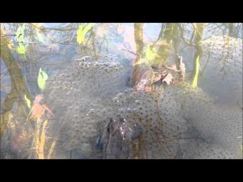 Video: Perhe Copepod-sammakot (Rhacophoridae)
