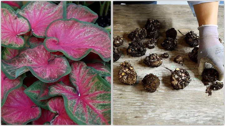 Easy Steps to Digging and Storing Caladium Bulbs