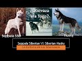 Seppala Siberian vs Siberian Husky...La historia