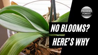 WHY Your Orchids AREN’T BLOOMING