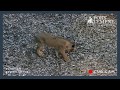 Lion Cub Cam Highlight | Lioness Rescues Frog From Lion Cub