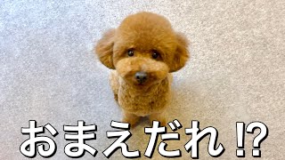 知らない犬が家に迷い込んできた。【トイプードル】