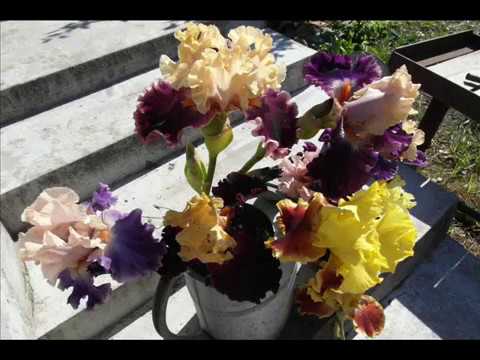 ИРИСЫ из семян - посадка и уход.